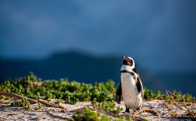 penguin awareness day