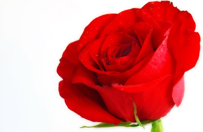 red rose day